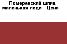 Померанский шпиц маленькая леди › Цена ­ 25 000 - Московская обл., Москва г. Животные и растения » Собаки   . Московская обл.